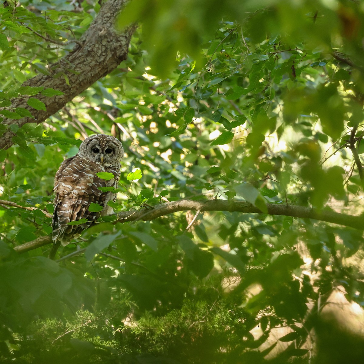 Barred Owl - ML623323431