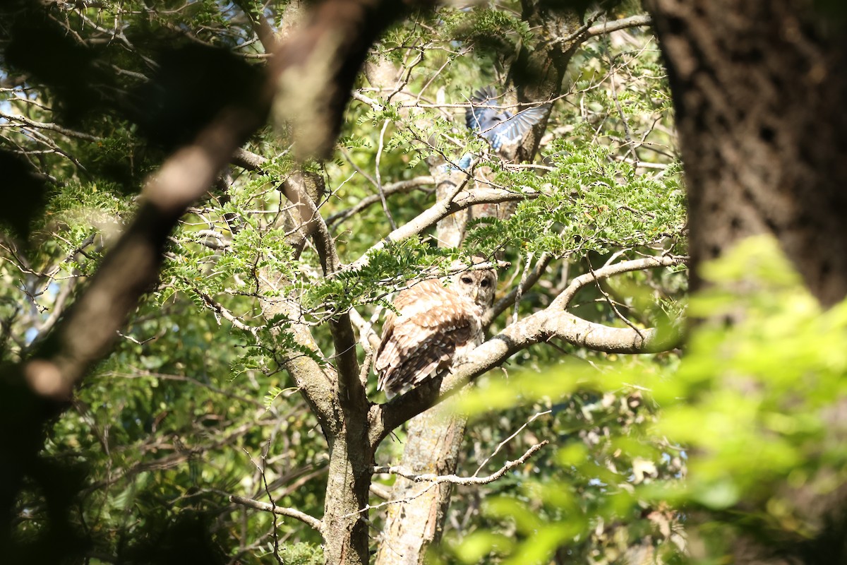 Barred Owl - ML623323432