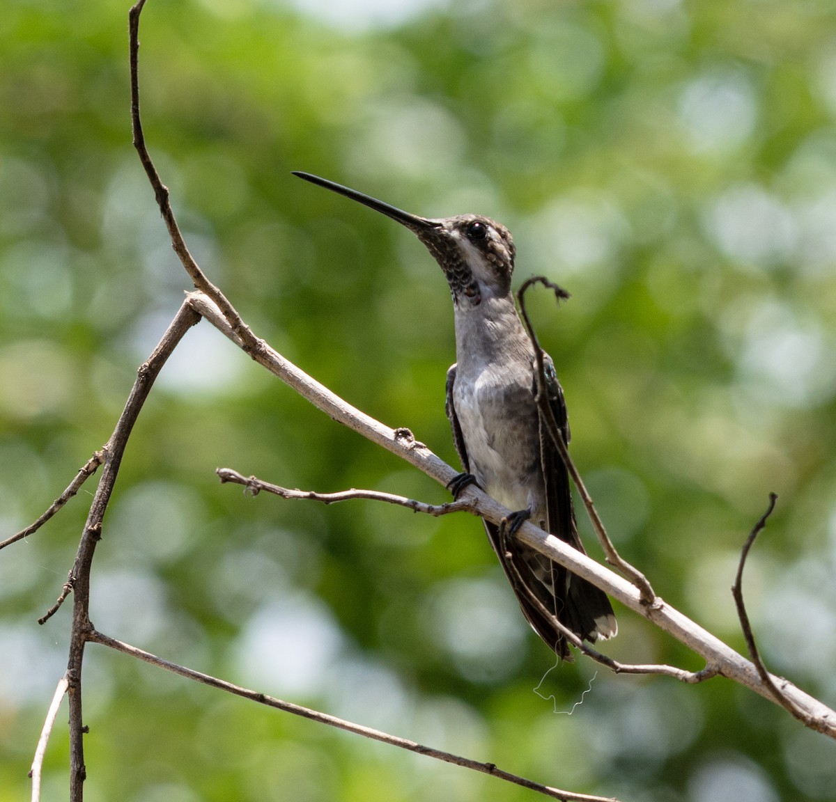 Plain-capped Starthroat - ML623323461