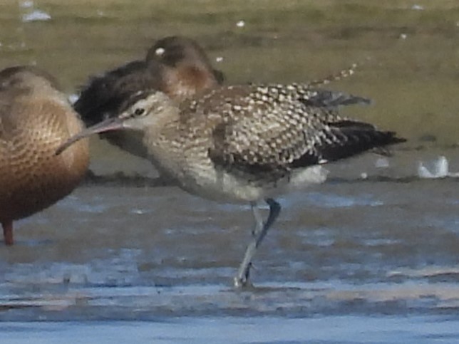 Whimbrel - Franciszek Konrad