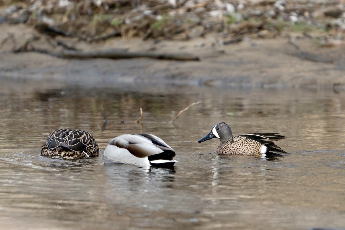 Blue-winged Teal - ML623323490