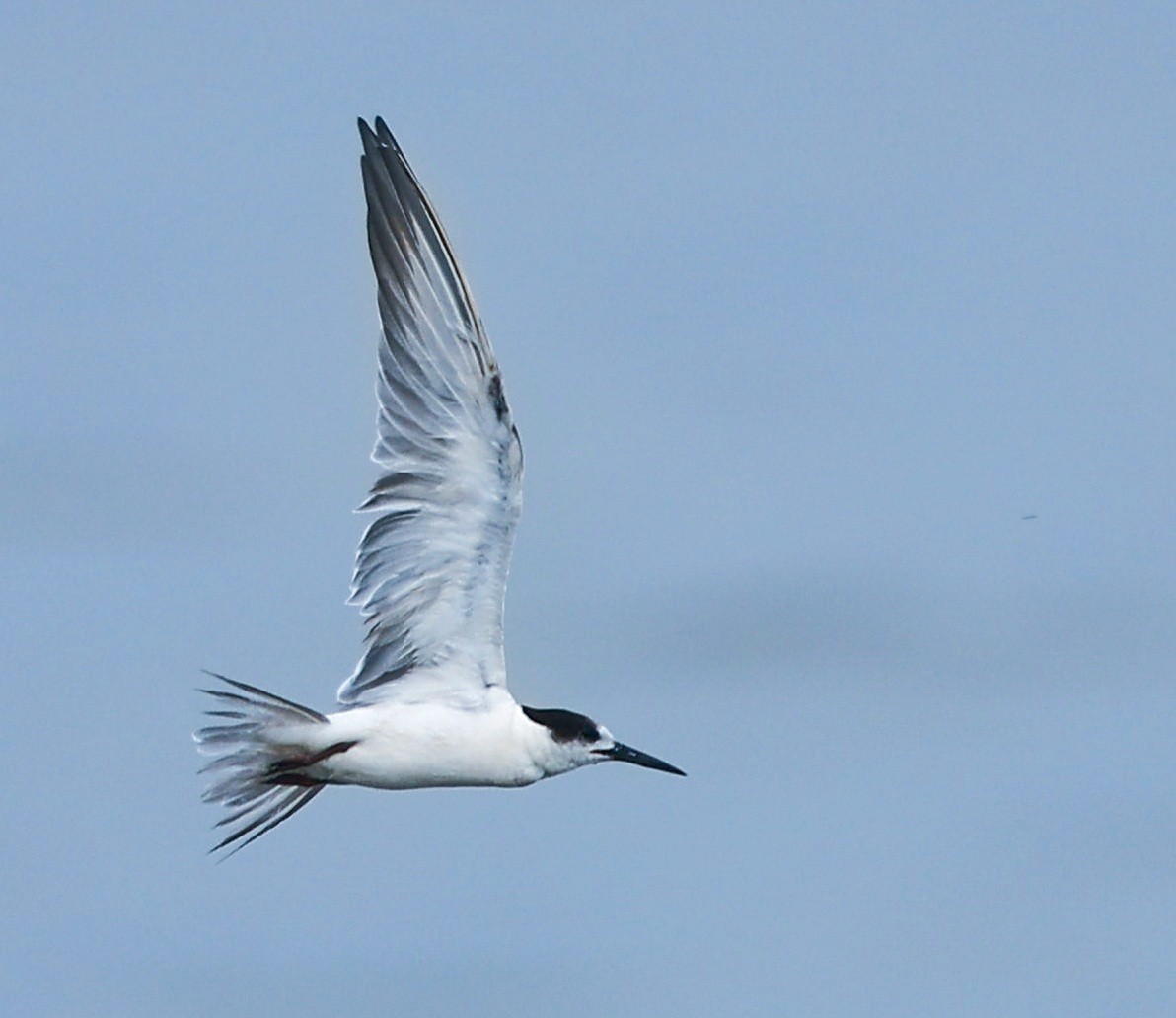 White-cheeked Tern - Harish Thangaraj