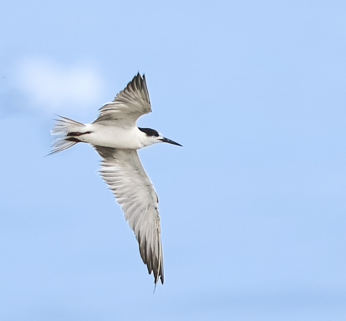 White-cheeked Tern - Harish Thangaraj