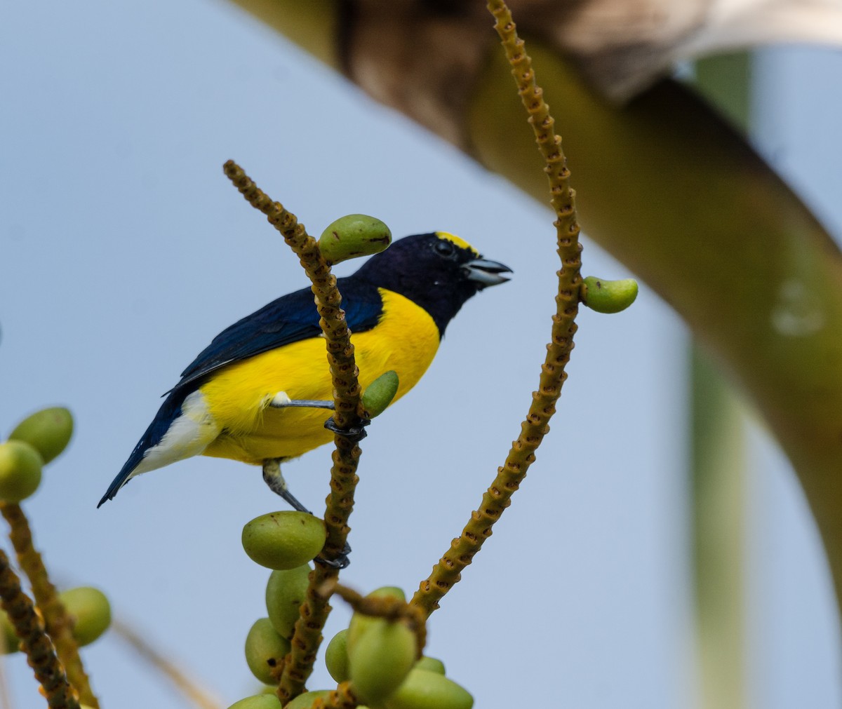 West Mexican Euphonia - ML623323512