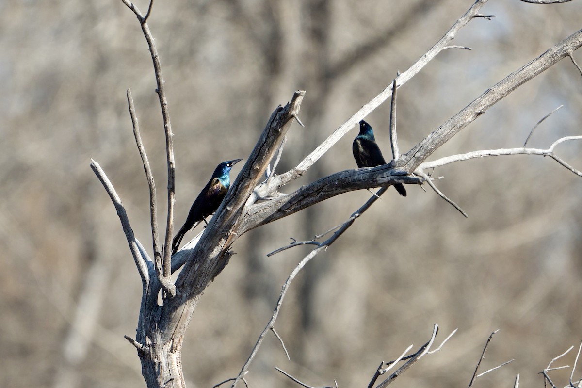 Common Grackle - ML623323522