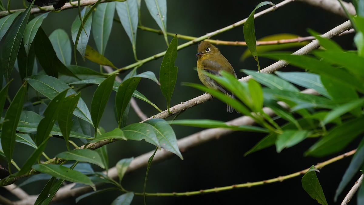 Yellowish Flycatcher - ML623323547