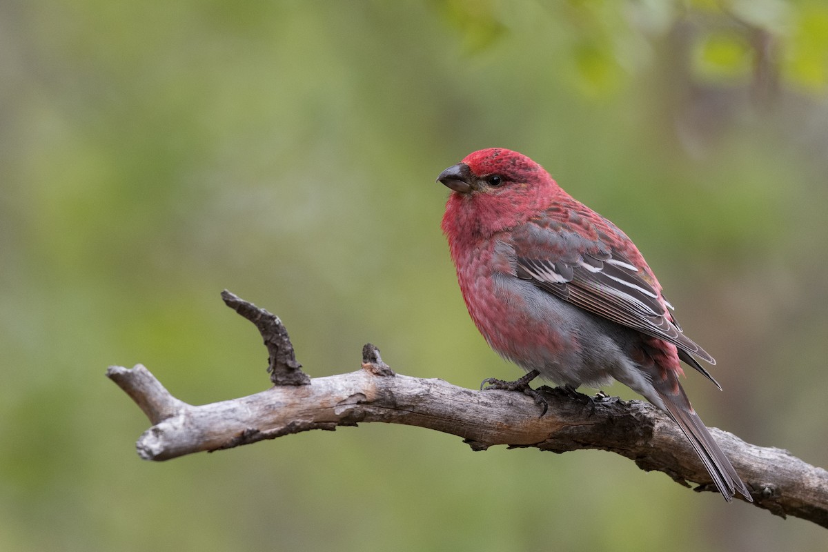 Pine Grosbeak - Serge Horellou