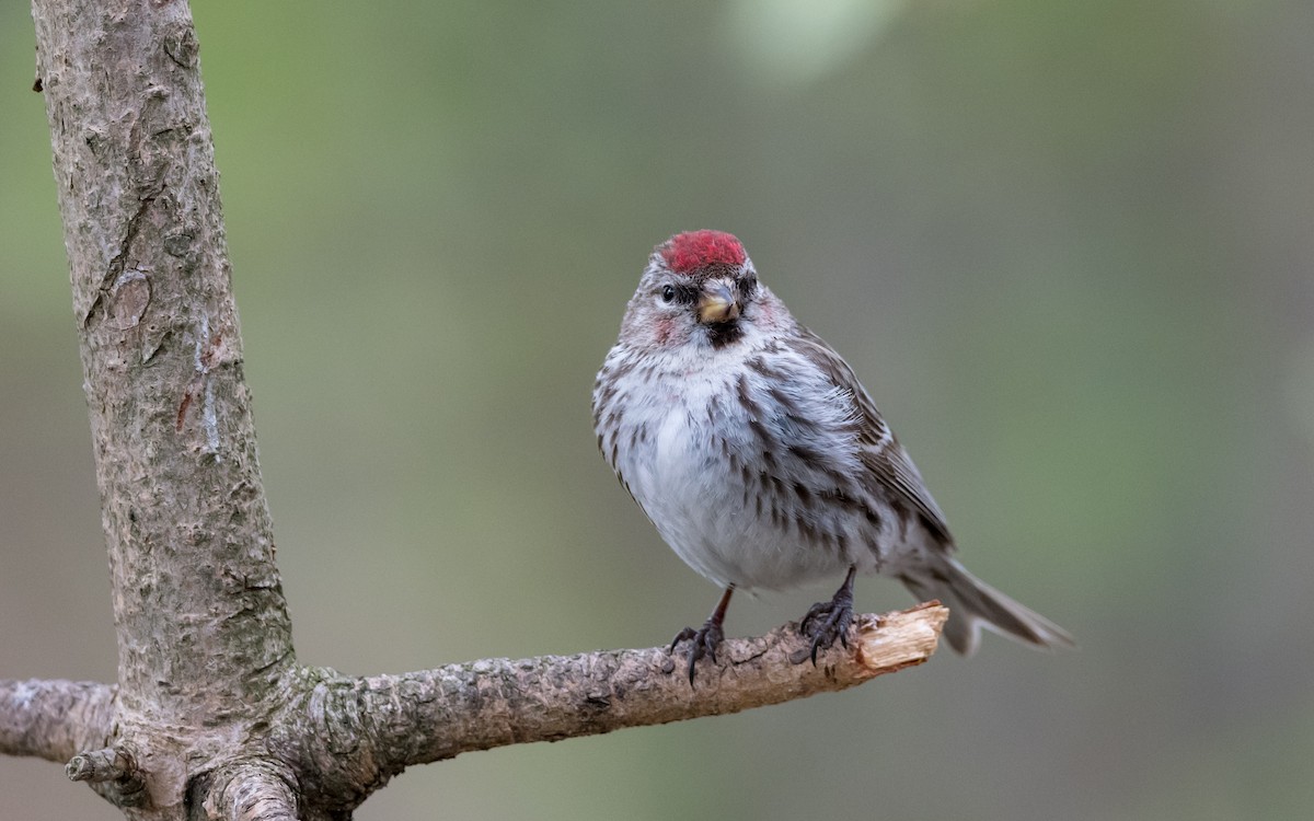 Hoary Redpoll - ML623323655