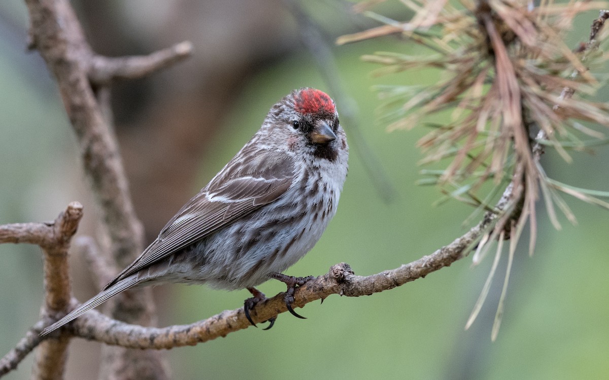 Hoary Redpoll - ML623323666