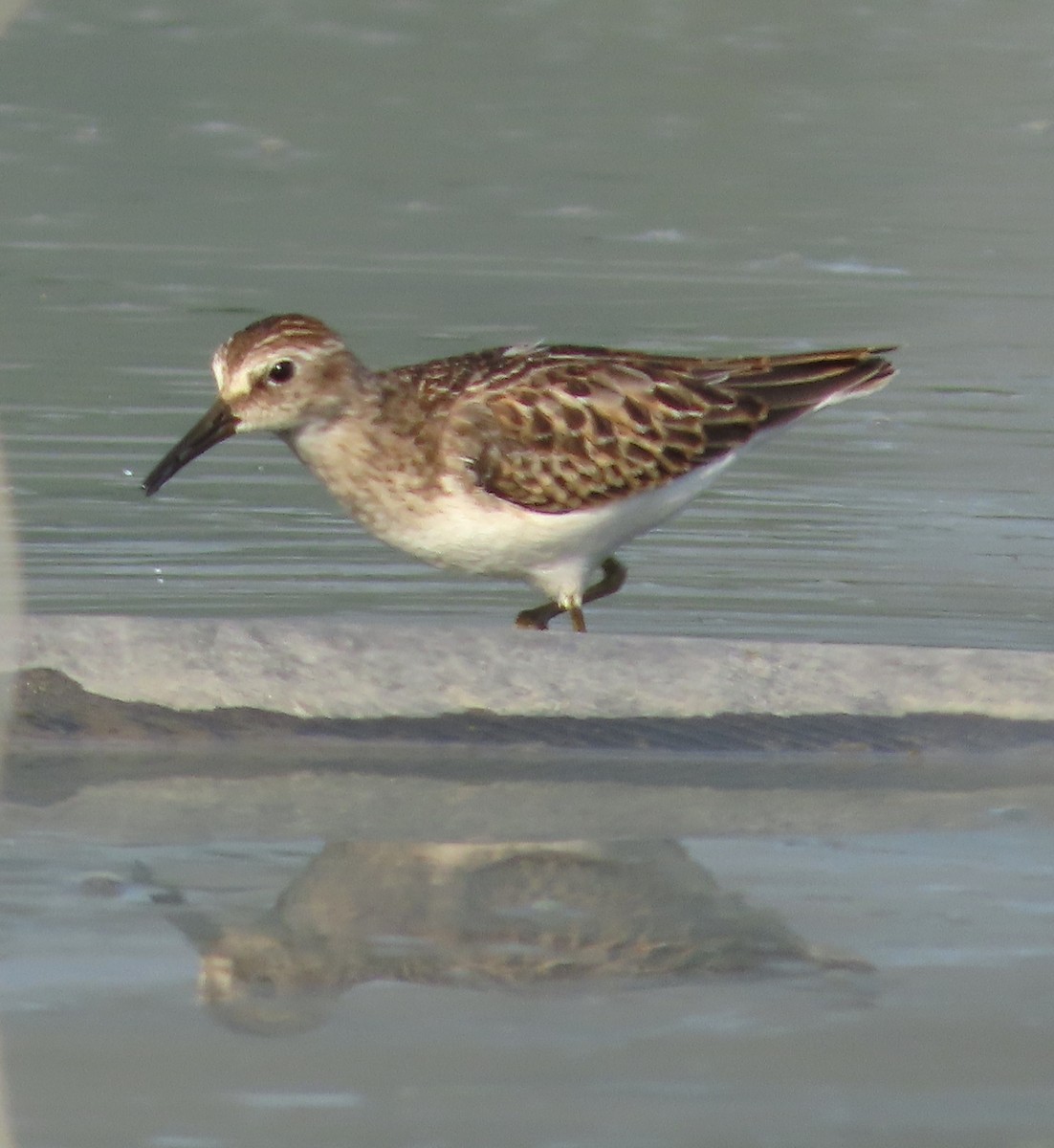 Least Sandpiper - ML623323691