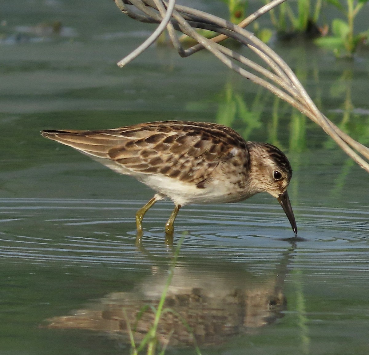 Least Sandpiper - Alfredo Correa