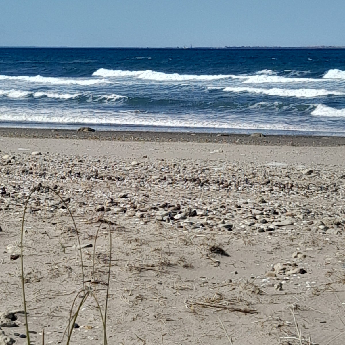 Two-banded Plover - ML623323704