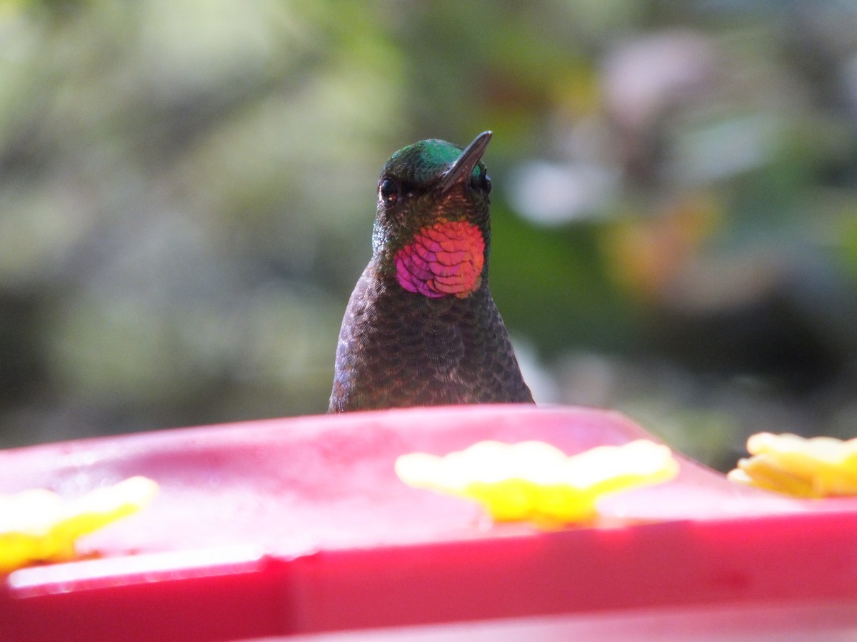 Brazilian Ruby - ML623323713