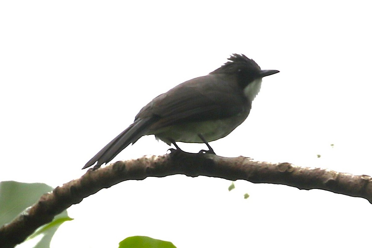 Cinereous Bulbul (Cinereous) - ML623323721