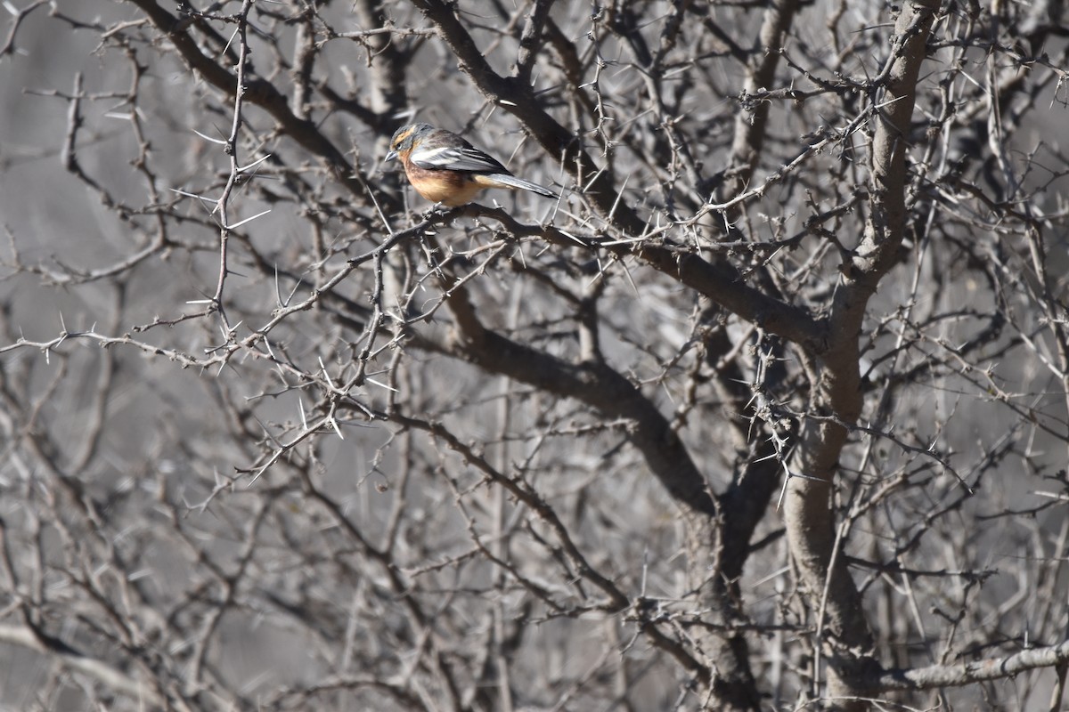 Cinnamon Warbling Finch - ML623323722