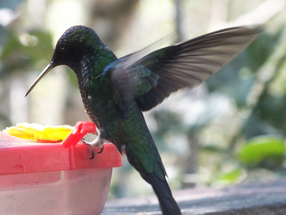 Violet-capped Woodnymph - ML623323748