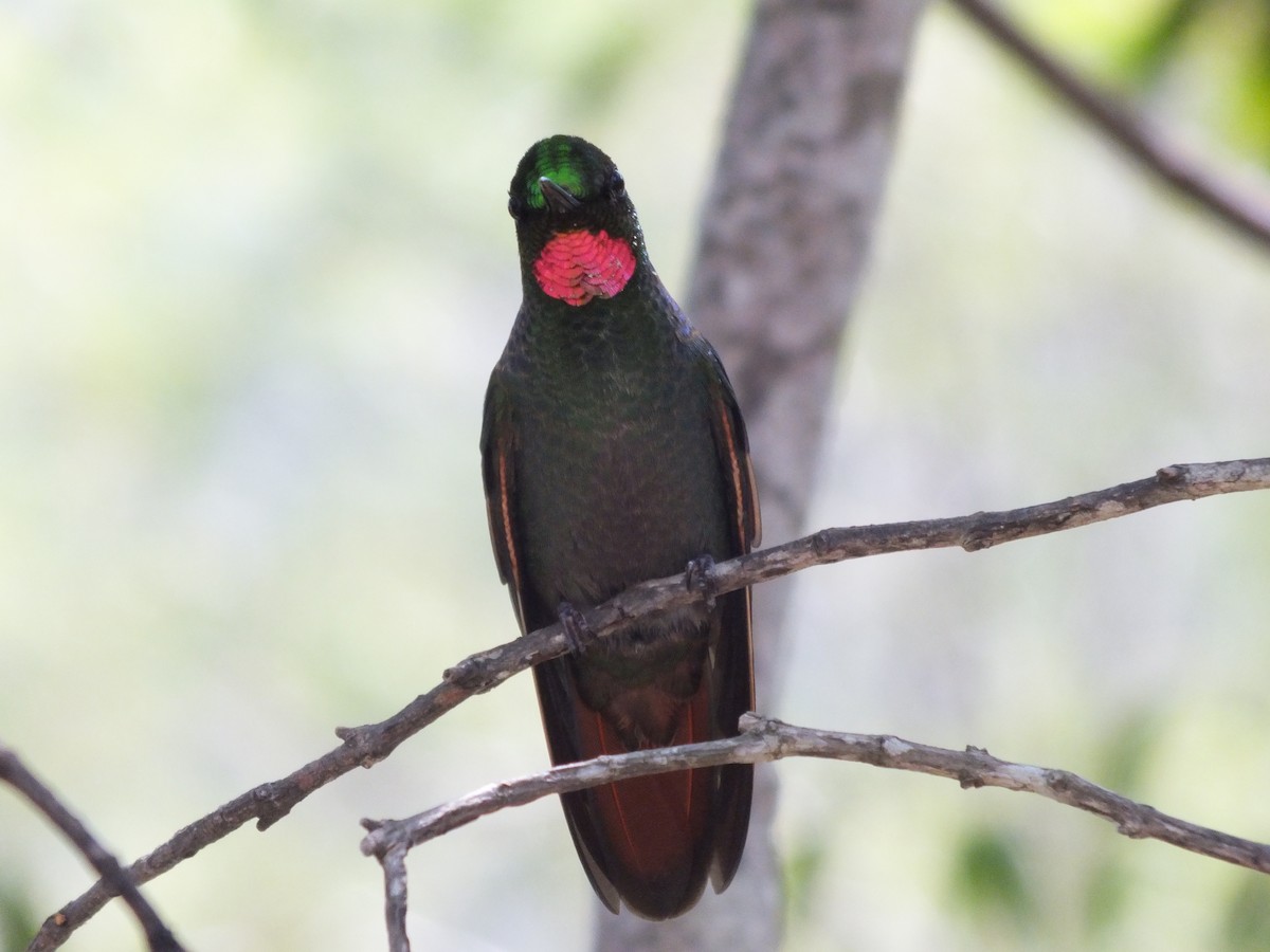 Brazilian Ruby - ML623323751