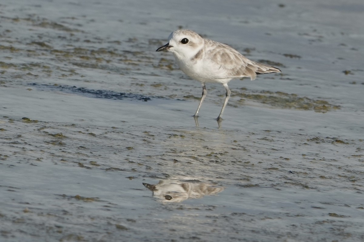 Snowy Plover - ML623323753