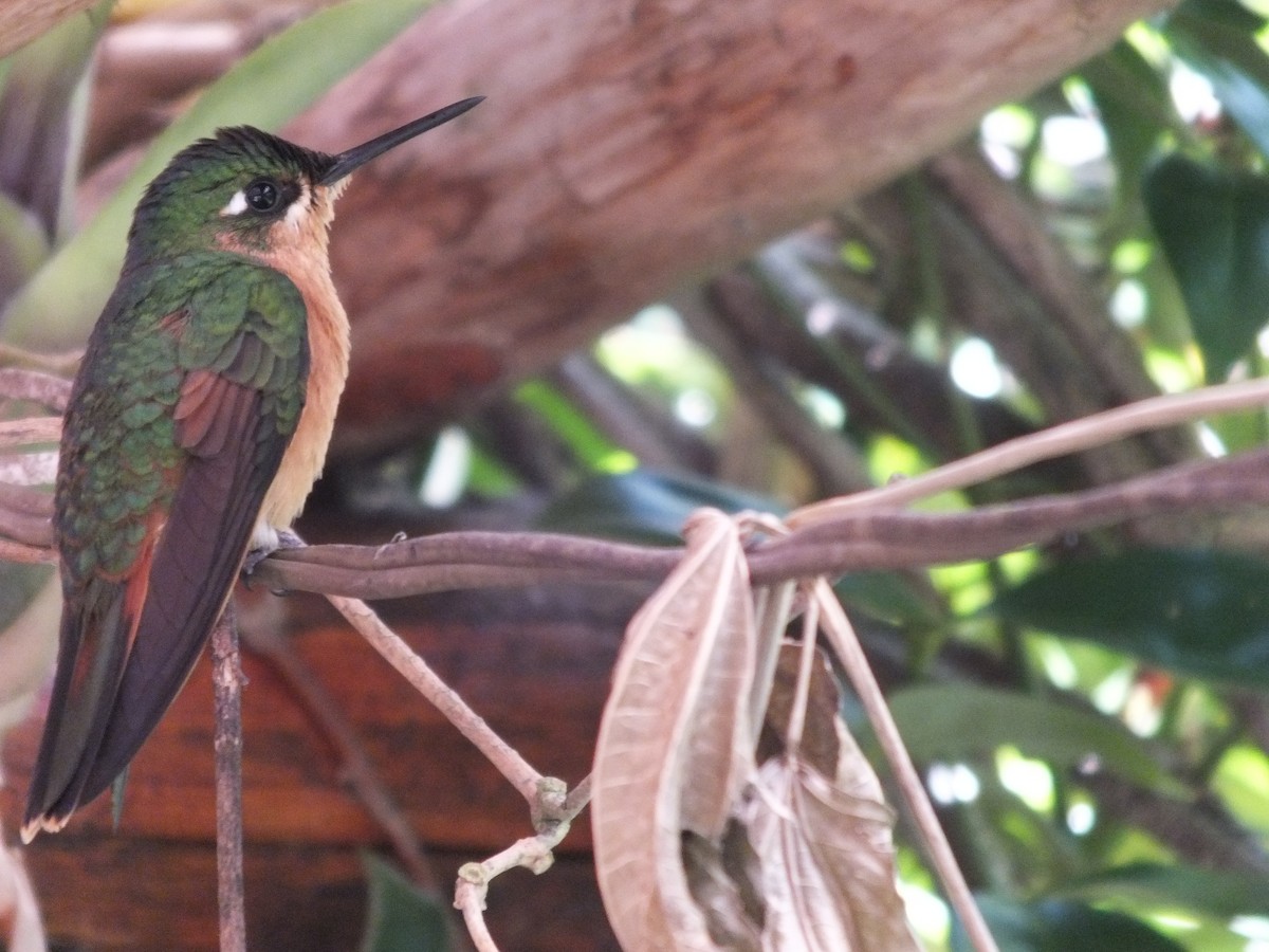 Brazilian Ruby - ML623323796