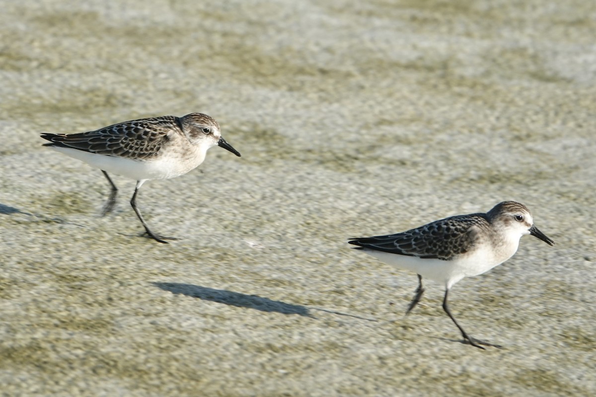 Semipalmated Sandpiper - ML623323797