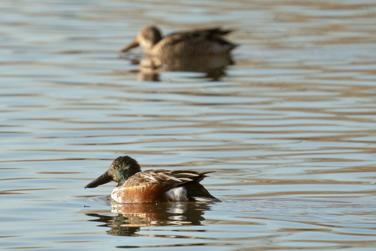 Northern Shoveler - ML623323808