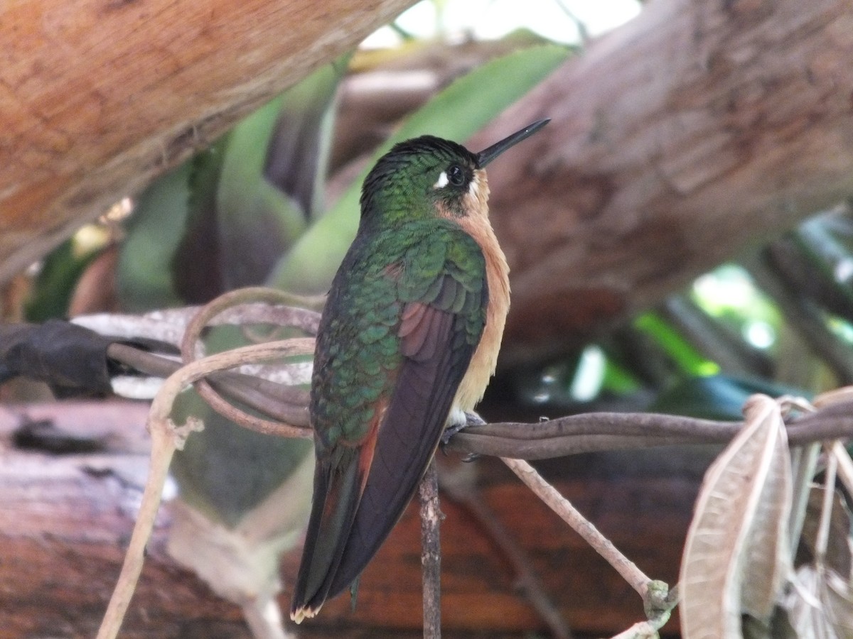 Brazilian Ruby - ML623323809