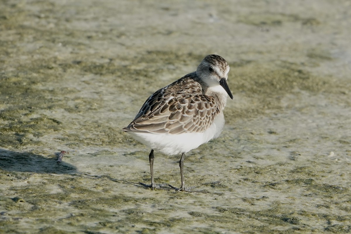 Semipalmated Sandpiper - ML623323826