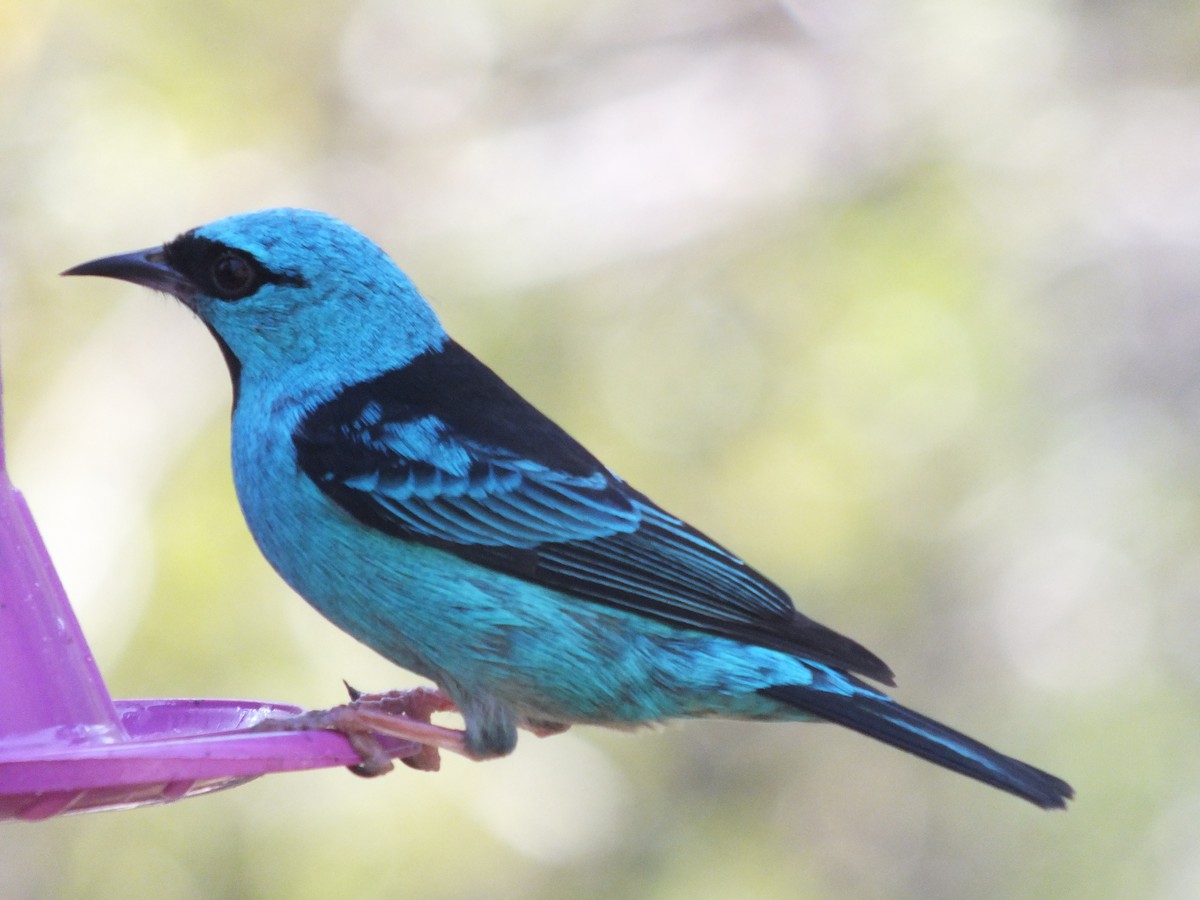 Blue Dacnis - ML623323830