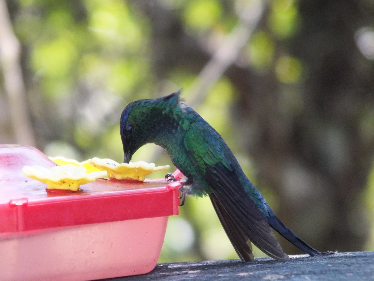 Violet-capped Woodnymph - ML623323838