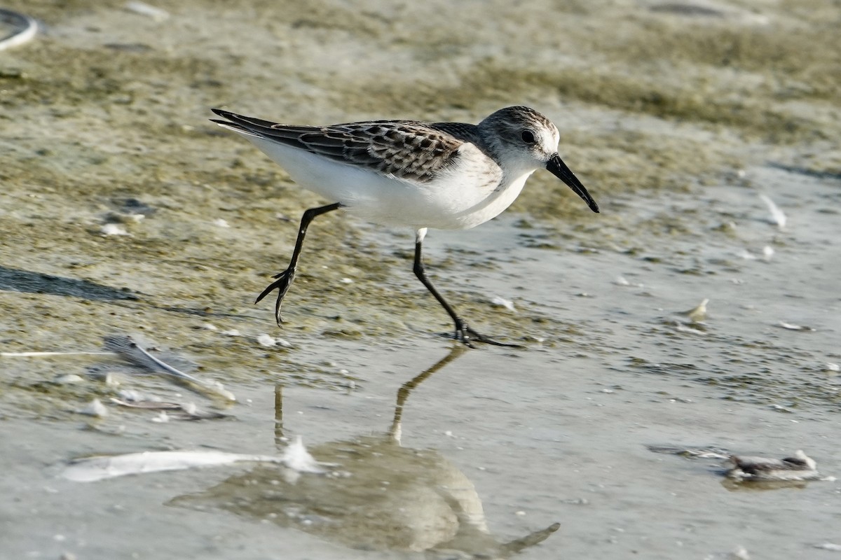 Western Sandpiper - ML623323839