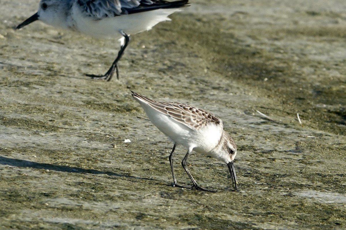 Western Sandpiper - ML623323845