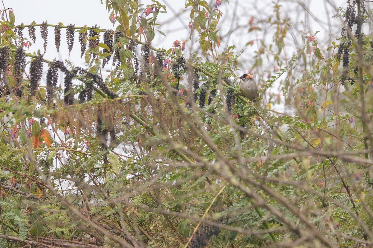 Black-spectacled Brushfinch - ML623323853