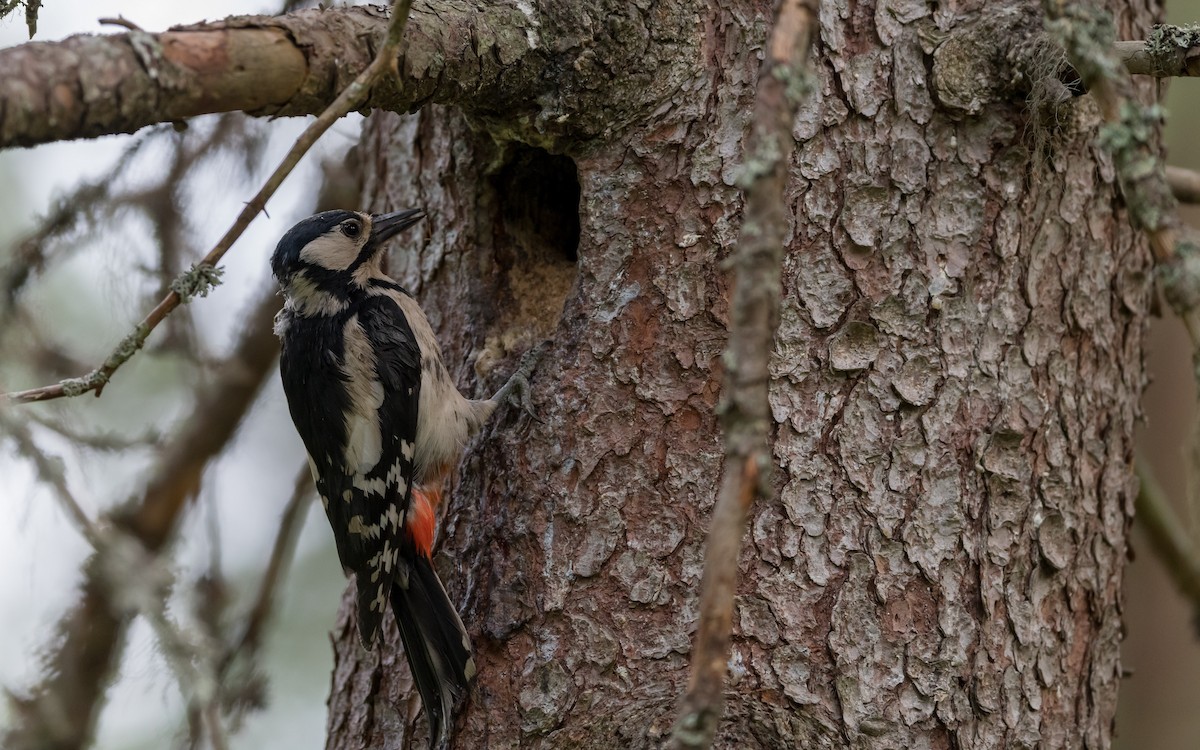 Great Spotted Woodpecker - ML623323858