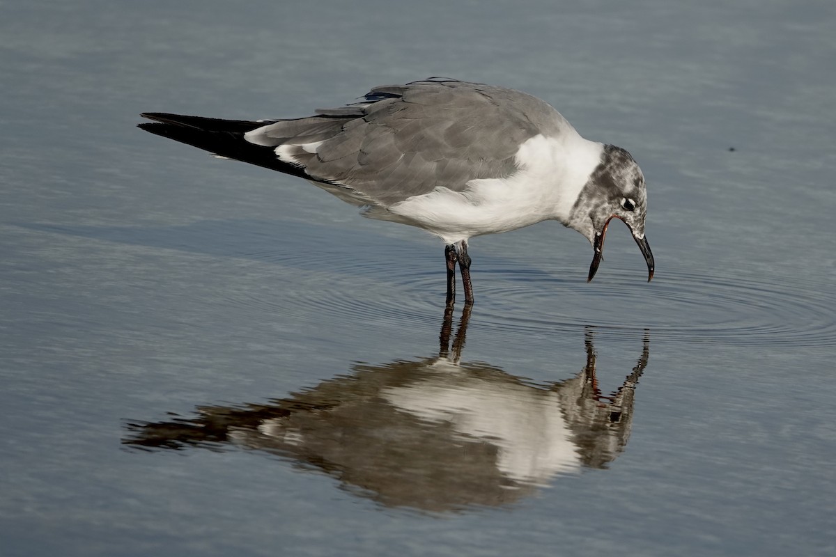 Laughing Gull - ML623323859