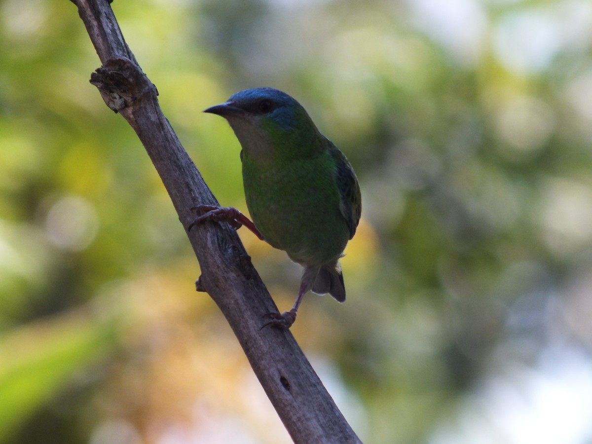 Blue Dacnis - ML623323860