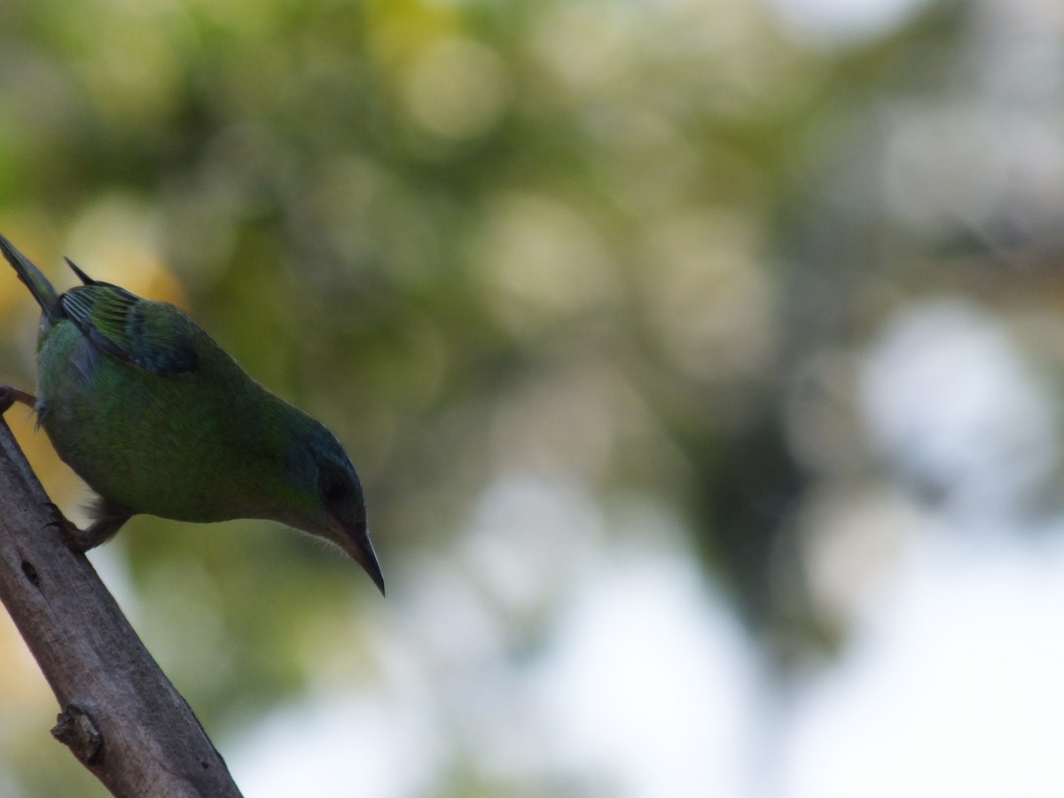 Blue Dacnis - ML623323862