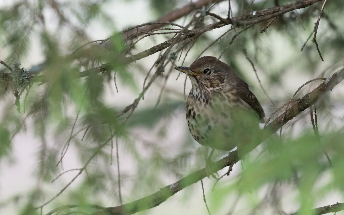 Song Thrush - ML623323863