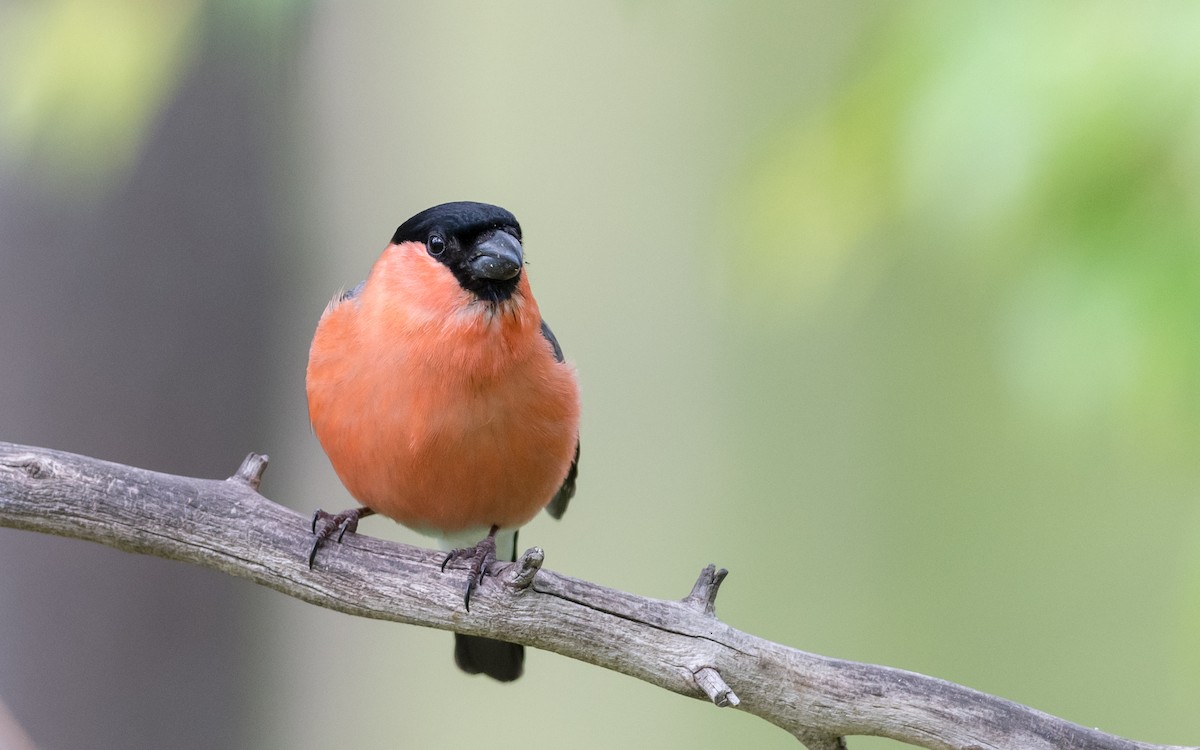 Eurasian Bullfinch - ML623323873