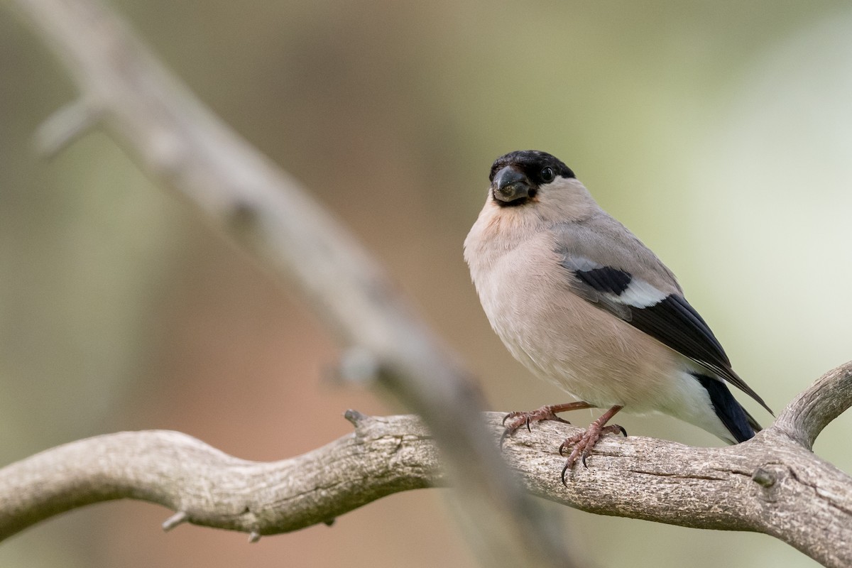 Eurasian Bullfinch - ML623323874