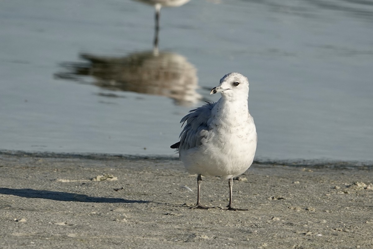 Ring-billed Gull - ML623323894