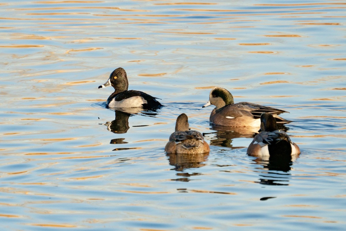 Ring-necked Duck - ML623323896