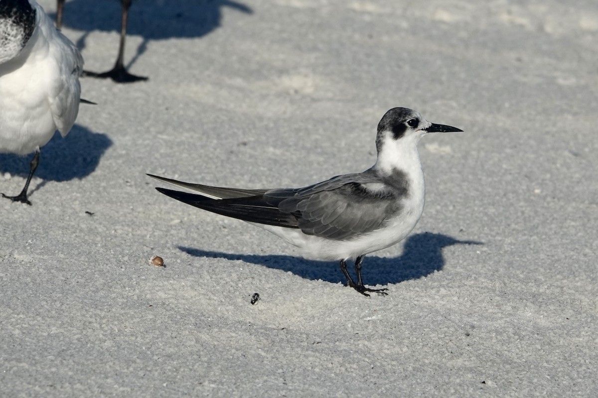 Black Tern - ML623323903