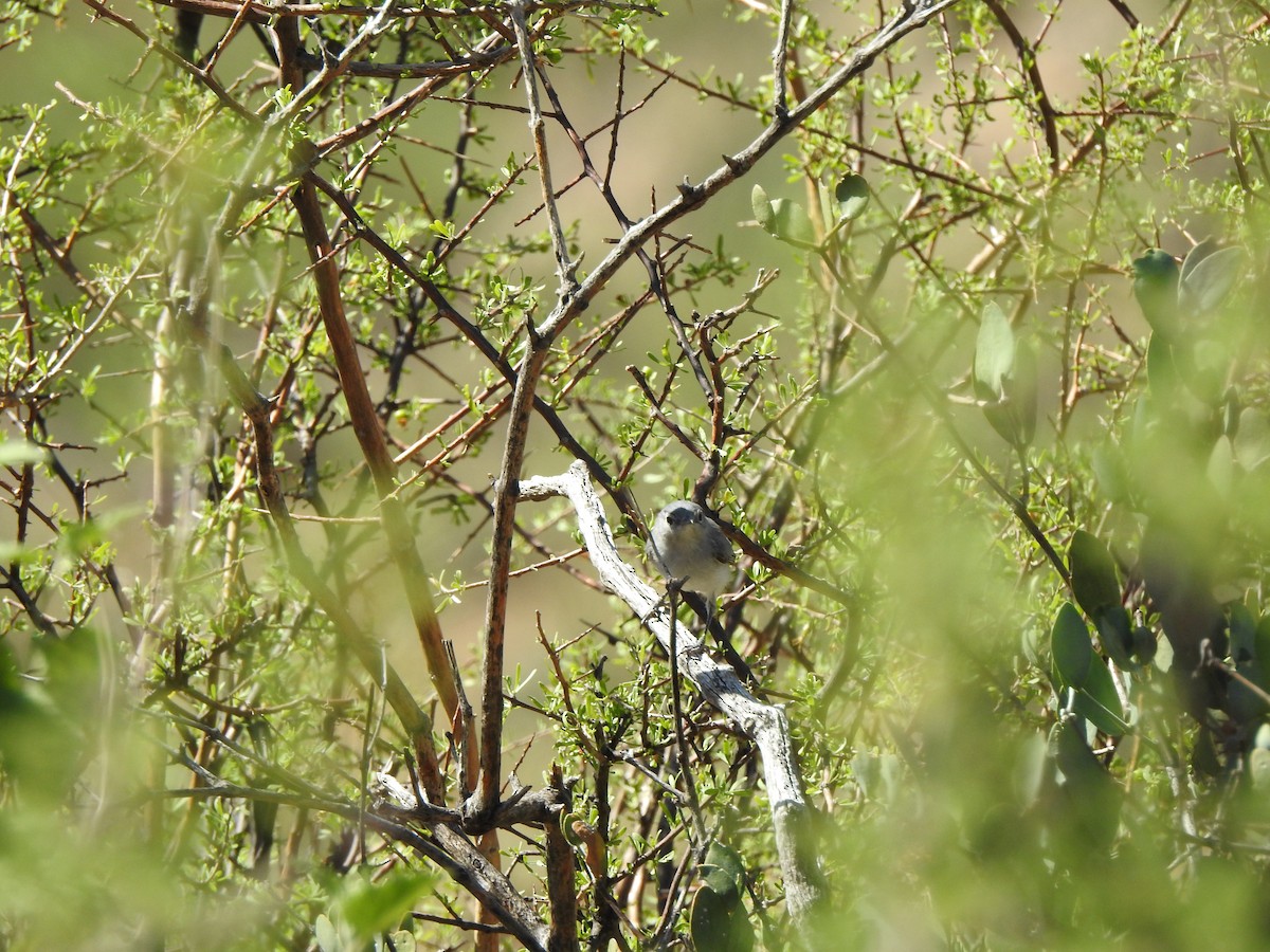 Black-tailed Gnatcatcher - ML623323910