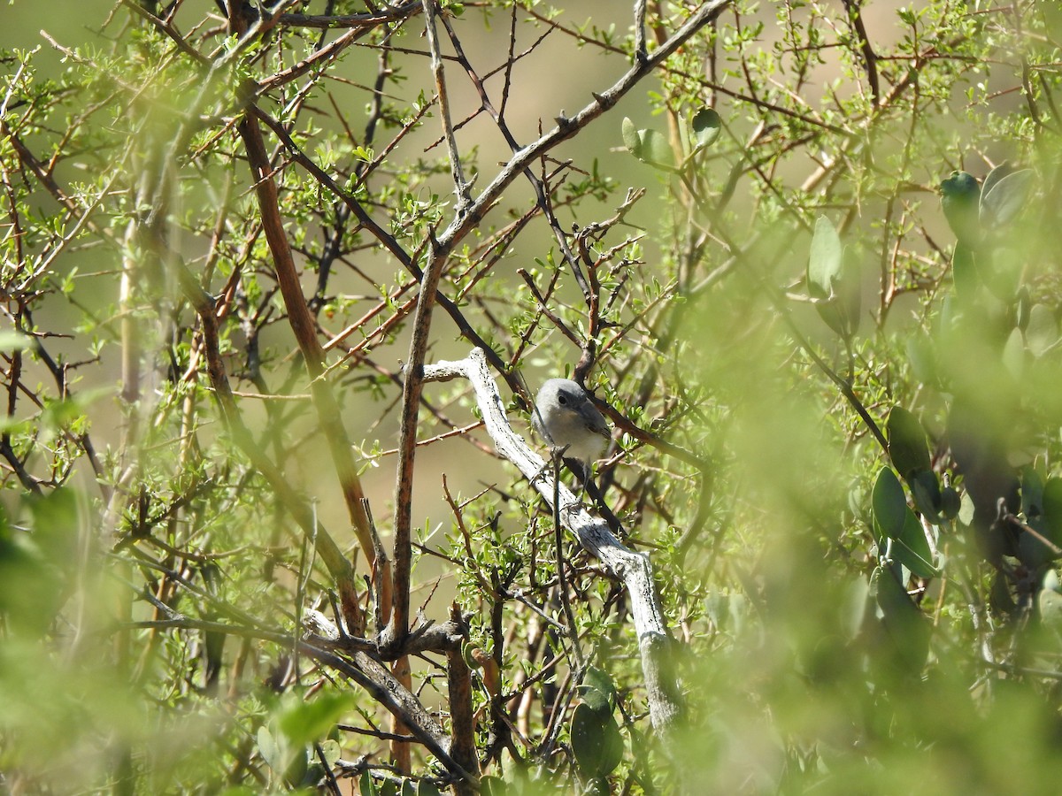 Black-tailed Gnatcatcher - ML623323911