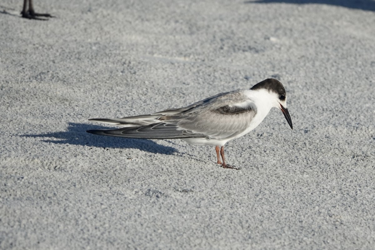 Common Tern - ML623323915