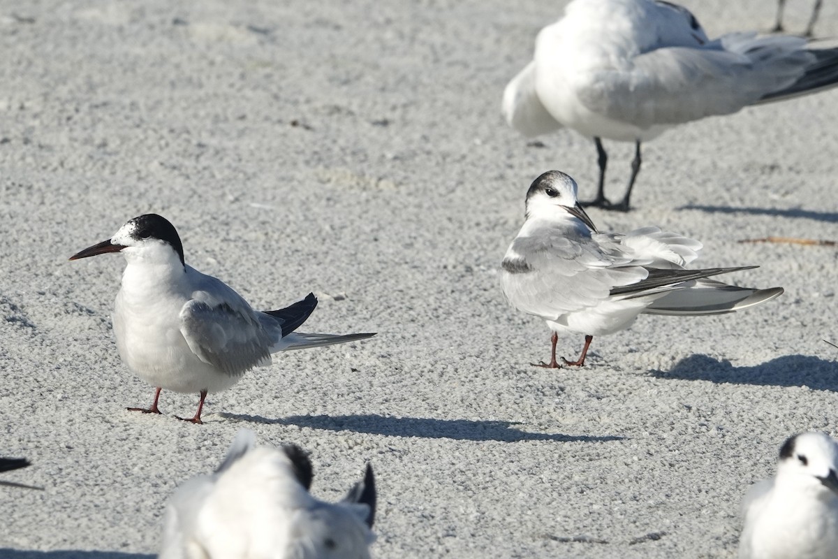 Common Tern - ML623323923