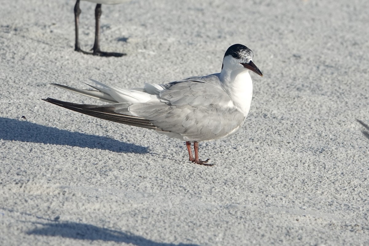 Common Tern - ML623323925