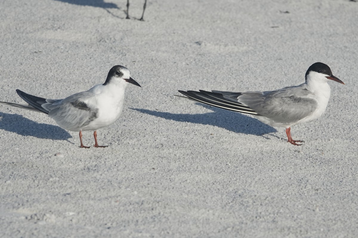 Common Tern - ML623323926