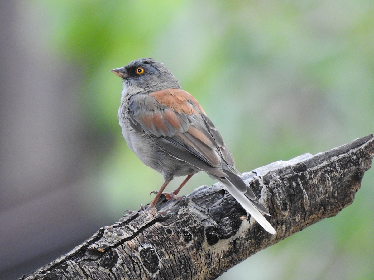 Yellow-eyed Junco - ML623323932