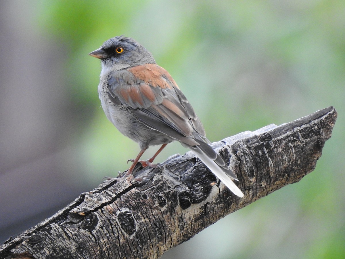 Yellow-eyed Junco - ML623323933